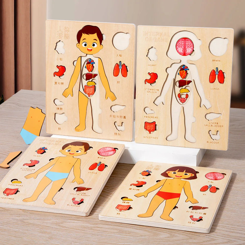 Puzzle du corps humain